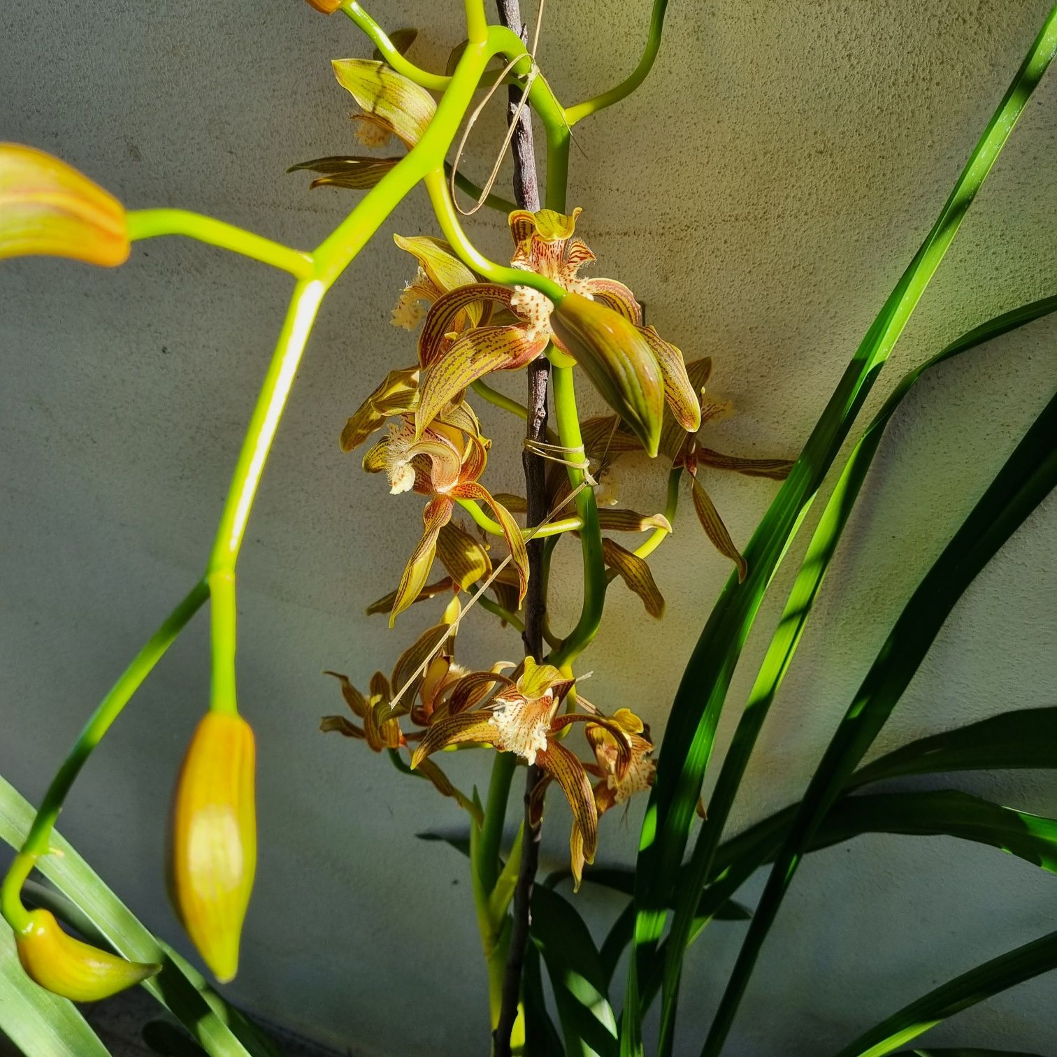 Orquídea pendular