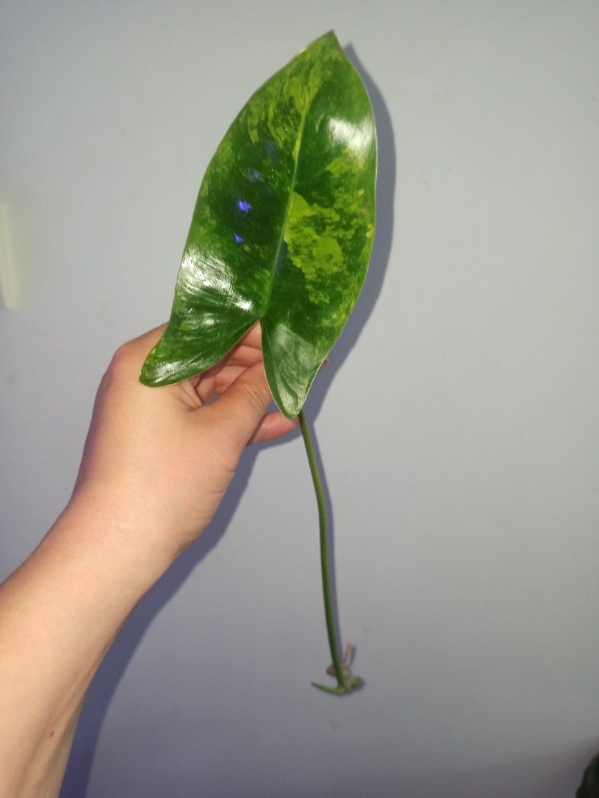 Philodendron burle marx variegata