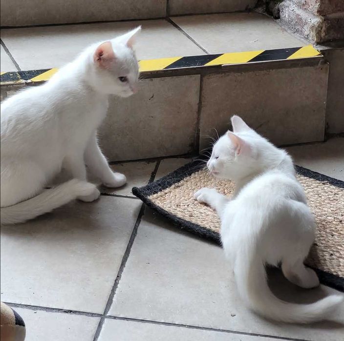 Podwójna adopcja pełna szczęścia i kociej miłości