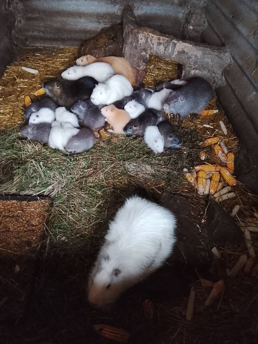 Продам Нутрій ...