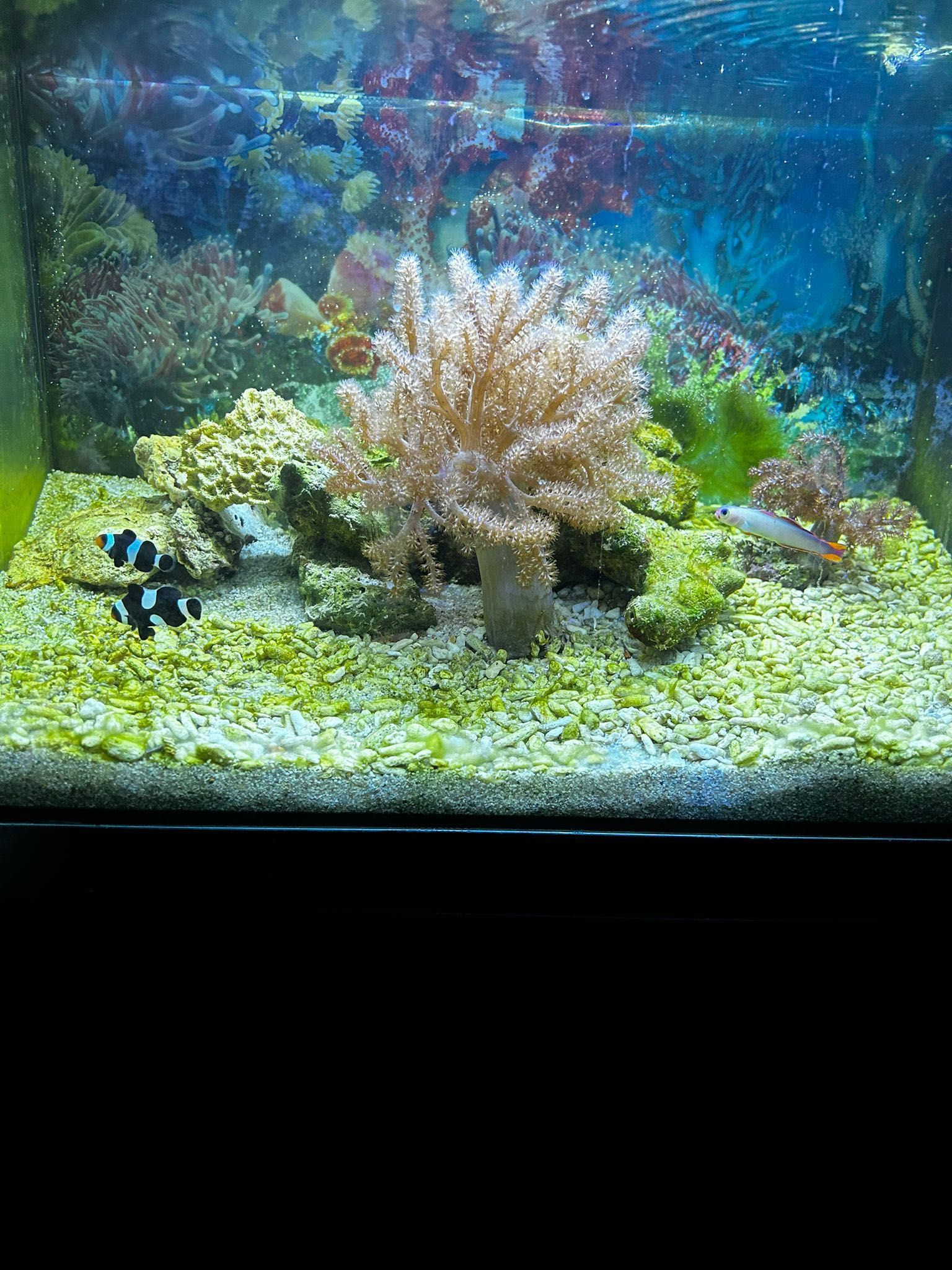 Aquário fluval sea 52L