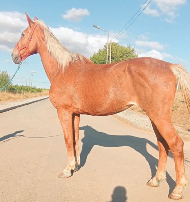 Égua palomina. .