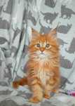 Maine Coon kot kocurek rodowód Warszawa - Legionowo