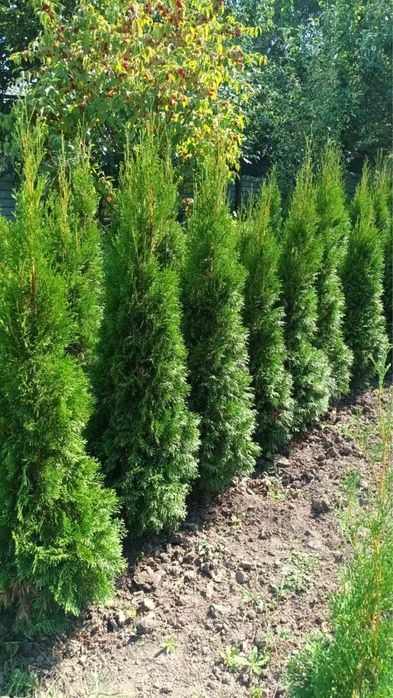 Туя смарагд +кашпо - є знижки