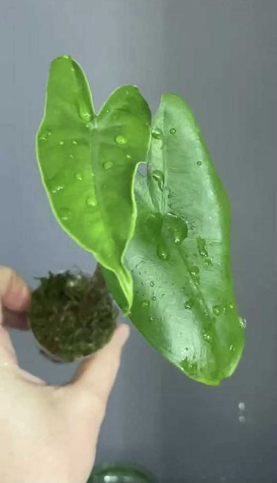 Алоказія Тигрина,ніндзя,гагеаана аурея і лаутербахіана вар, купрея