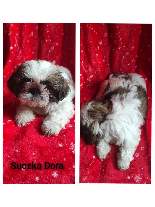 Suczka Shih Tzu piękna