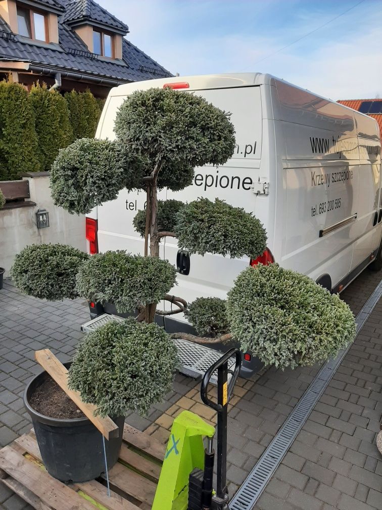 Bonsai krzewy formowane duże rabaty