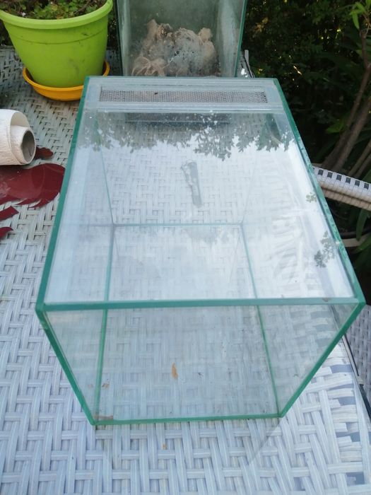 Terrarium dla pająka , patyczaków itp.