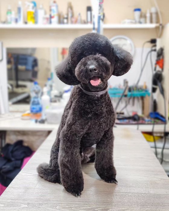 Стрижка собак та котів