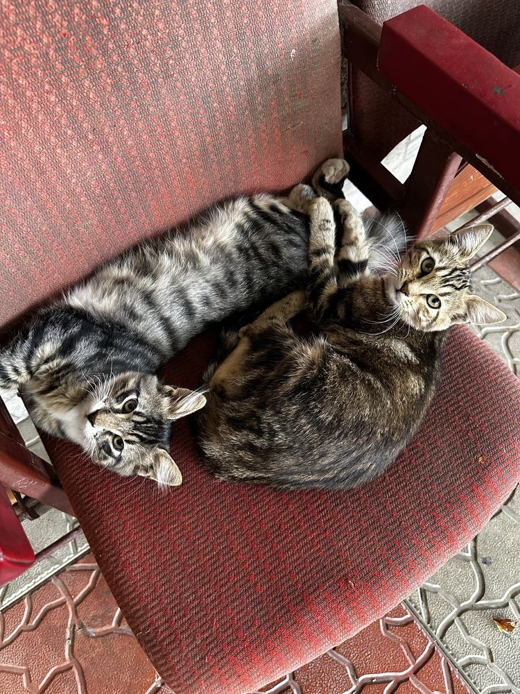 Отдам ласковую кошечку