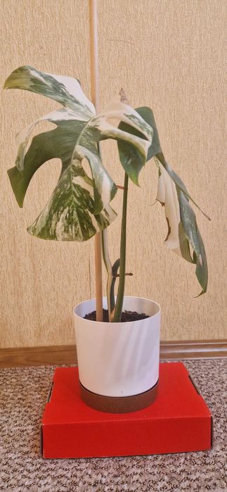 Рослина Вазон Монстера Альба варієгатна ( альбіно ).Ціна з горщиком