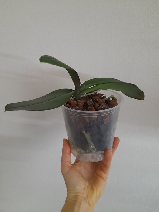 Домашні фаленопсиси