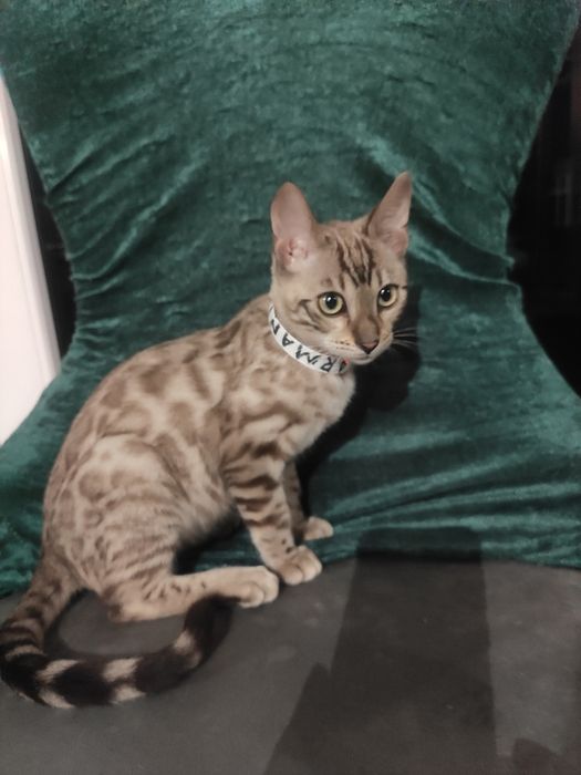 Hodowla kotów z Mazowieckiej Szwajcarii