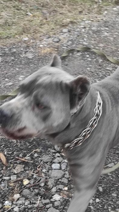 Кобель  Кане Корсо