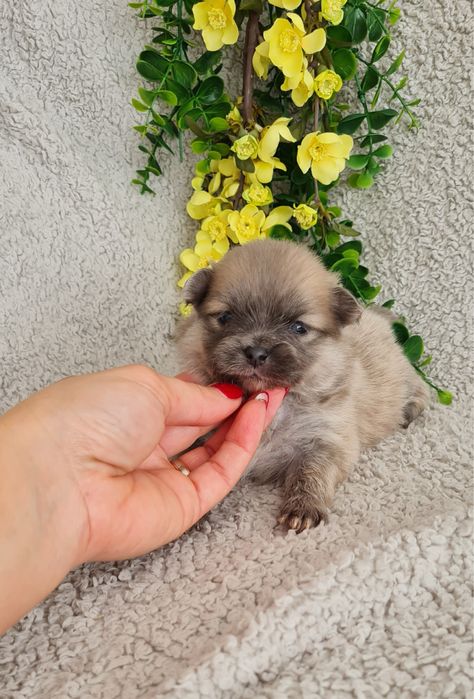 Exuberante Menina Lulu da Pomerânia mini de Qualidade