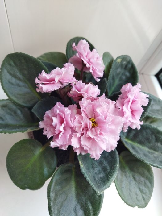 Сортові кімнатні фіалки (Сенполії)