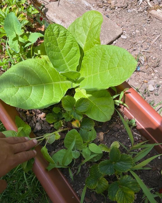 Sementes de tabaco