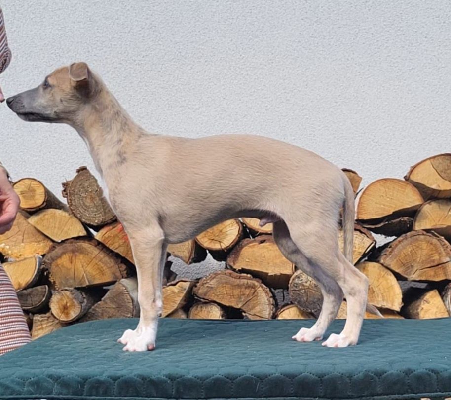 Szczeniaczki  - whippet