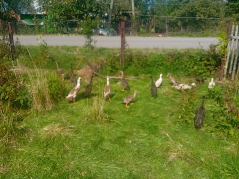 Biegus indyjski gąski bernikle