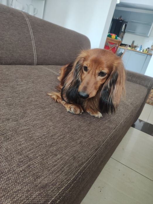 Jamniczka długowlosa królicza/ miniaturowa