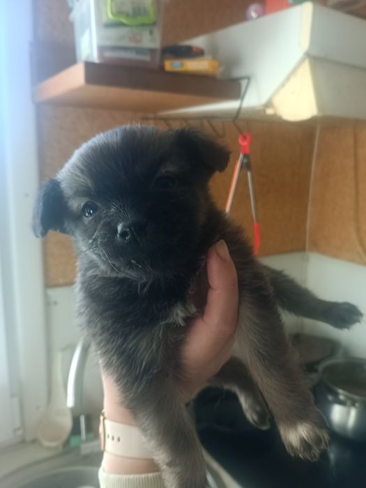 Щенята чіахуа віддам в добрі руки