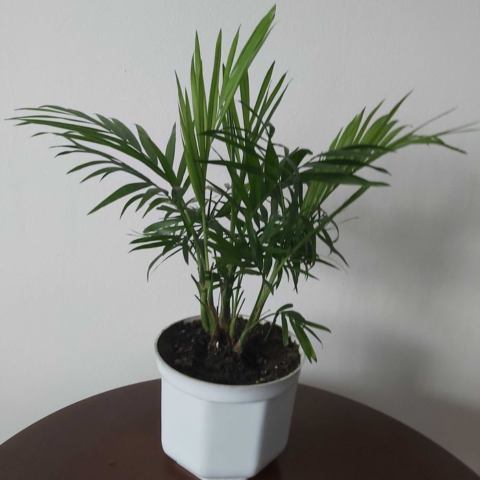 Palma wysokość 37 cm.