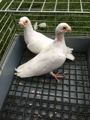 Brodawczaki białe golebie