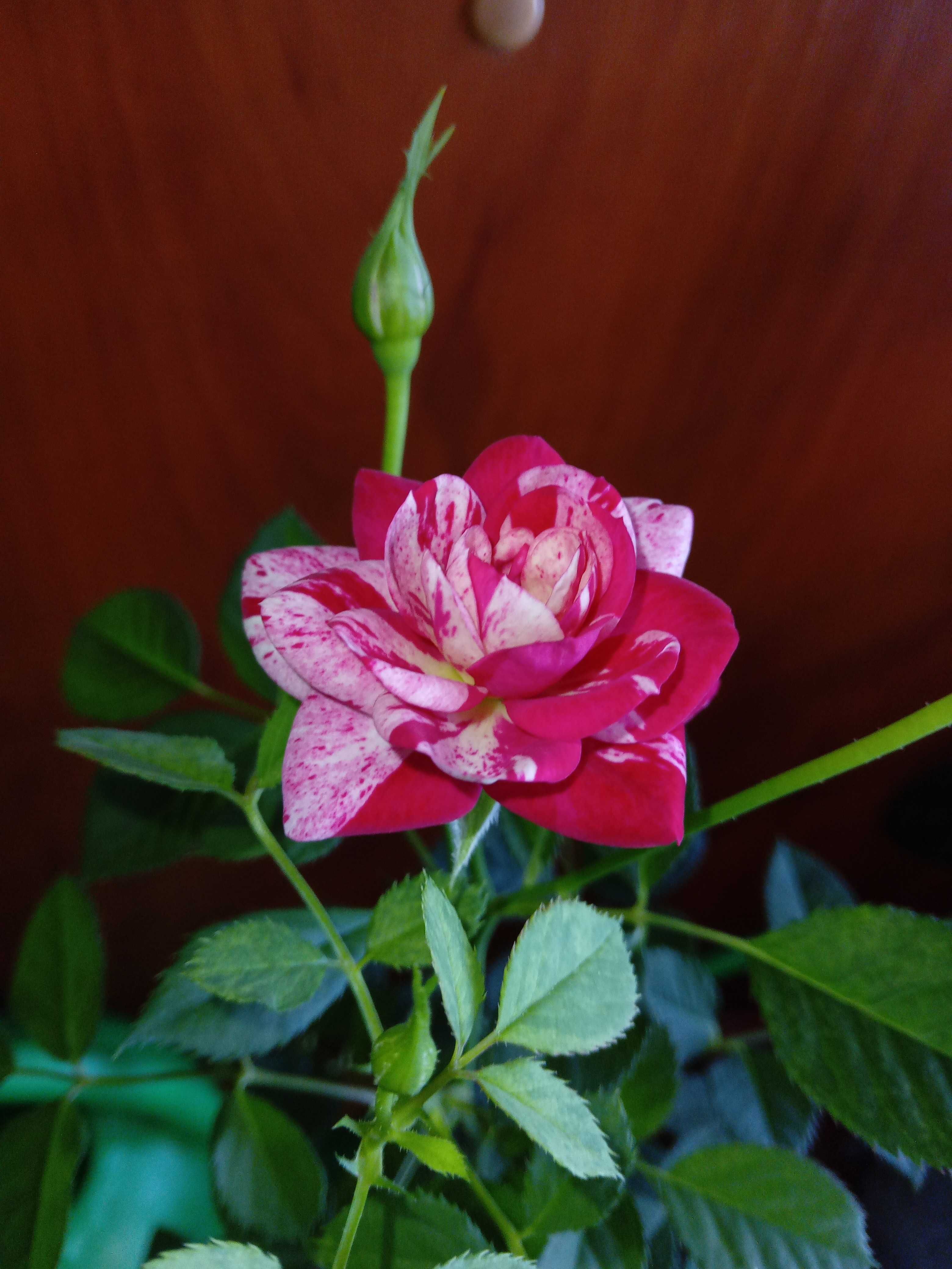 Мини-роза комнатные растение