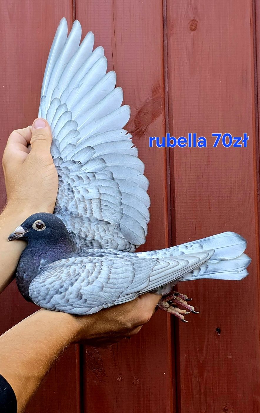 Gołębie pocztowe