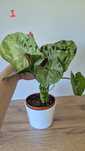 S. Grey Ghost/Ph. Pastazanum zestaw + gratis