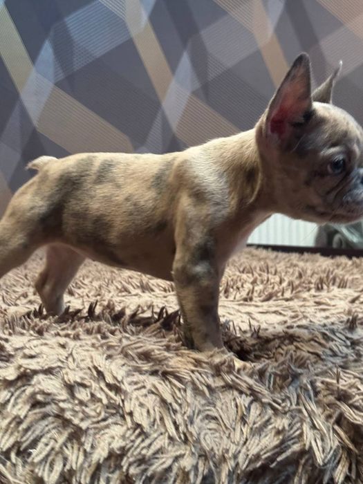 французький бульдог цуценята