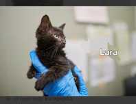 Lara I Lana Siostrzyczki do adopcji