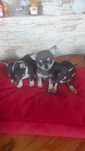 Chihuahua niebieska suczka
