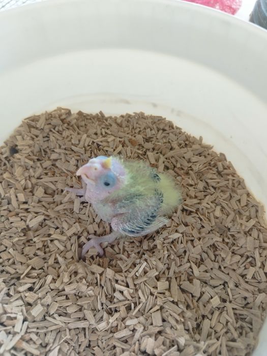 Caturra para criar á mão