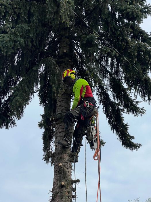 Wycinka drzew , pielęgnacja , karczowanie , oczyszczanie działek-rębak