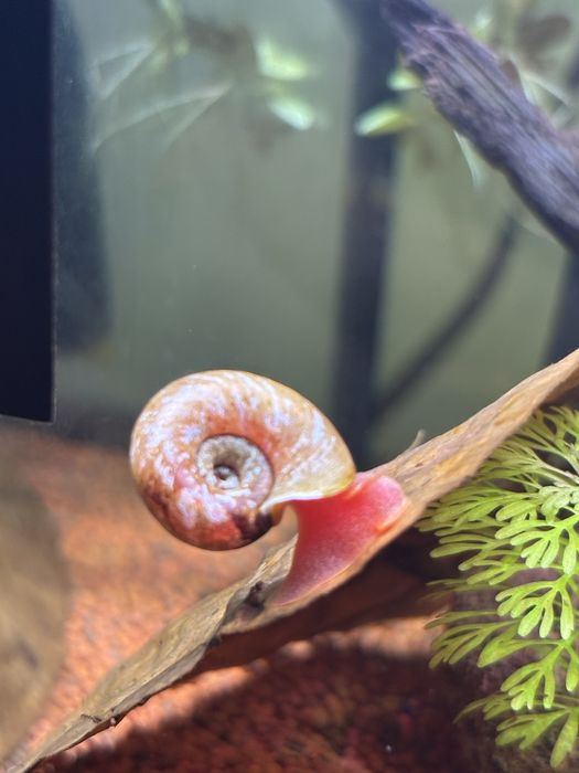 Caracol Planorbella duryi