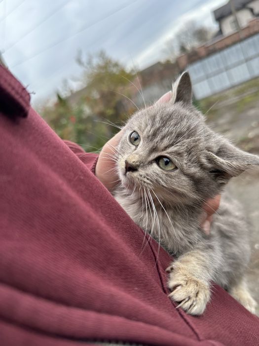 Відам безкоштовно кошенят шотландської кішки