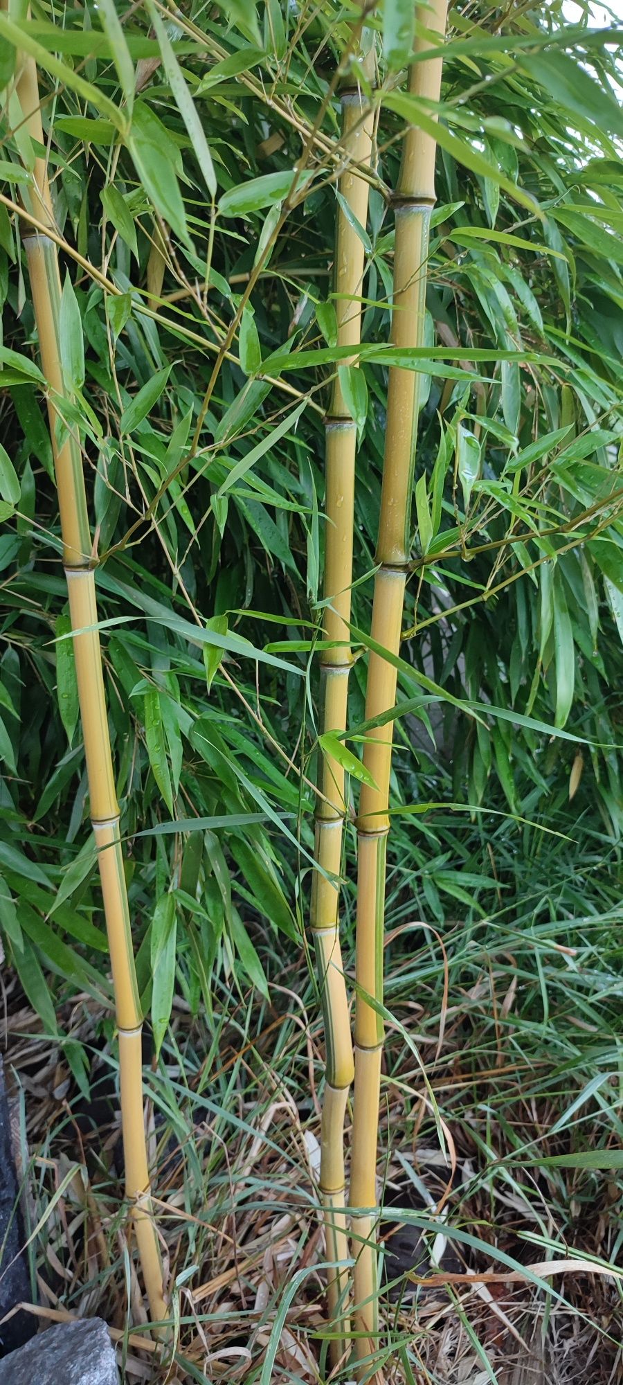 Вічнозелений справжній бамбук високорослий