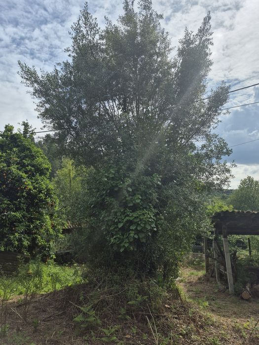 3 oliveiras Centenárias