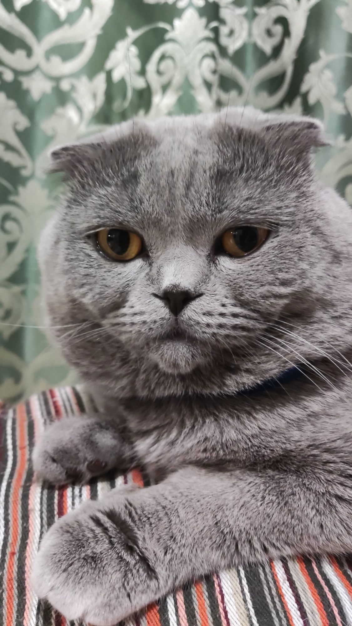 Шотландські кошенята