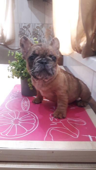 Французский бульдог