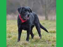 Dejzina - w typie Labrador; anioł dla rodziny z dziećmi i psami