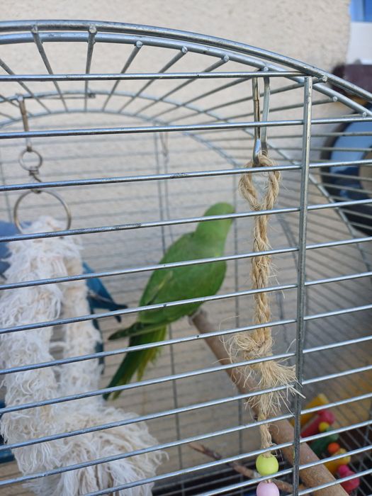 Aleksandreta obrożna