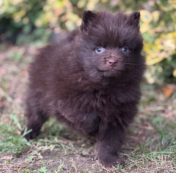 Szpic miniaturowy pomeranian czekoladowy piesek z rodowodem