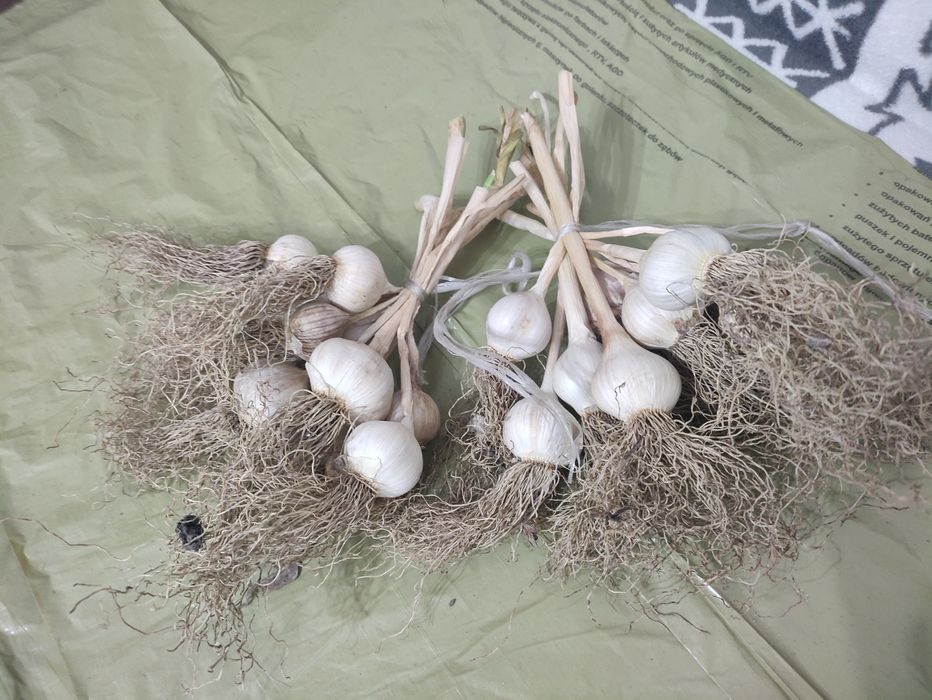 Czosnek Harnaś zimowy główki