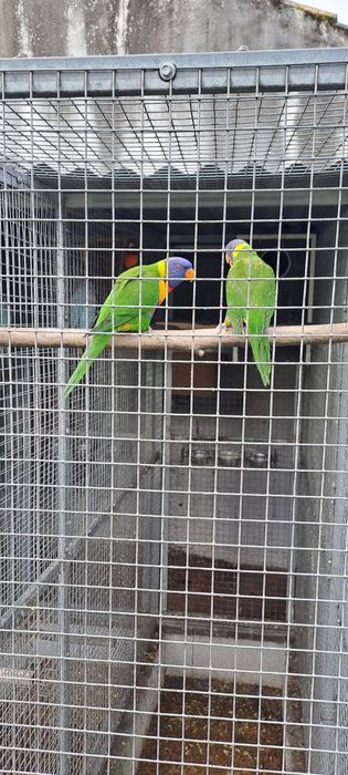 Casal Loris molucanos