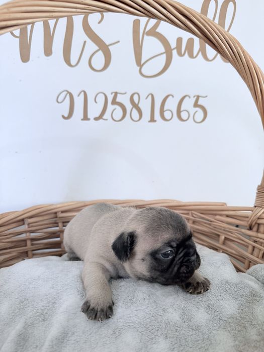 Buldogue Francês Menino