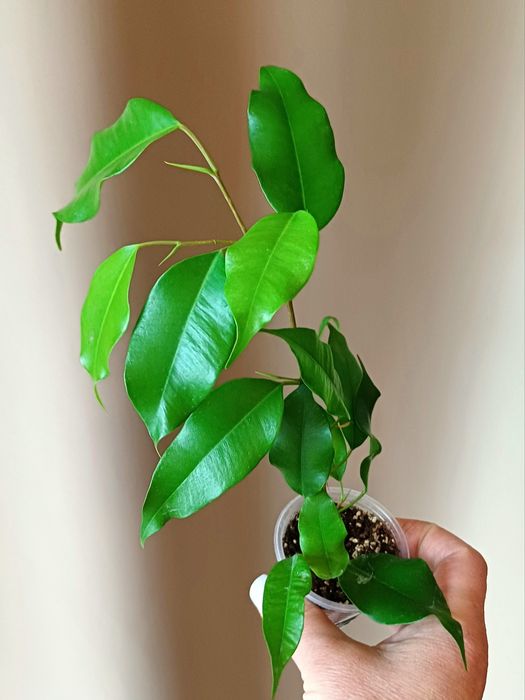 Фікус Бенджаміна,,Епіпремнум,Сингоніум,Рипсалідопсис(білий),Каллізія