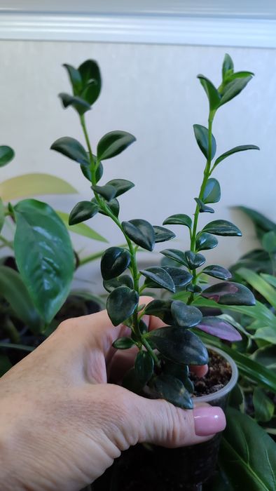 Хамедорея меса китайська