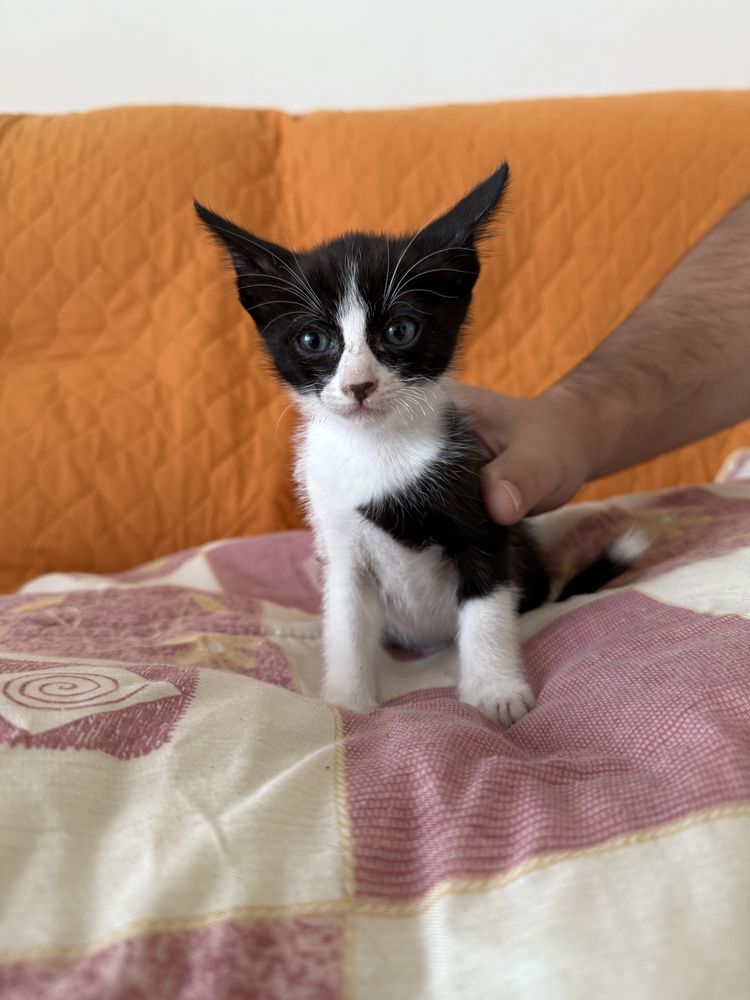 Gatinhos para adopçao 7 semanas